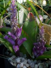 Lachenalia orchioides var glaucina