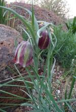 Fritillaria messanensis ssp messanensis 3-10-2014