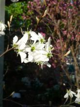 Amelanchier flowers Oct 3, 2014