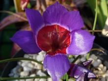 Geissorhiza radians