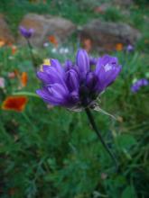 Dichelostemma