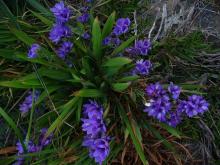 Babiana stricta - mauve-purple