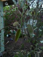 Amelanchier.new foliage.October 7, 2014