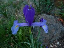 Iris xiphium