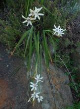 Babiana spathacea