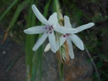 Babiana spathacea