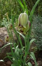 Fritilaria acmopetala