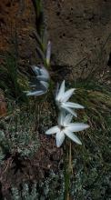 seedling of ixia viridiflora hybrid