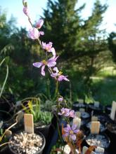 Ixia scillaris