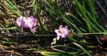 Ixia trifolia