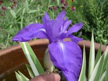 variegated Iris laevigata