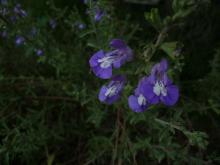 Salvia muirii