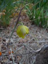 Calochortus pulchellus.