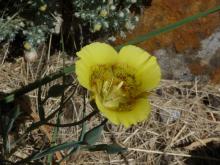 Calochortus clavatus ssp recurvifolius