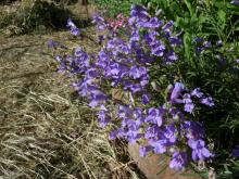 blue penstemon