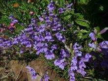 blue penstemon