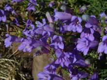 blue penstemon