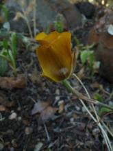 Calochortus clavatus.