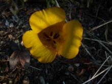 Calochortus clavatus.