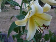 Orient-Pet Lilium Belladonna