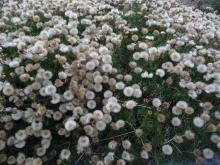 Haplopappus coronopifolius (syn glutinosus) in seed