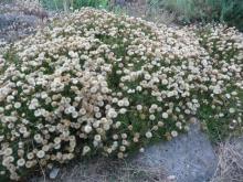 Haplopappus coronopifolius (syn glutinosus) in seed