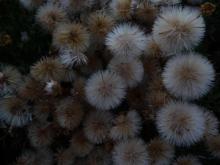 Haplopappus coronopifolius (syn glutinosus) in seed