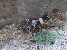 Cyclamen rohlfsianum