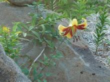 Oriental-Trumpet Lilium 'Robert Swanson'