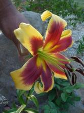 Oriental-Trumpet Lilium 'Robert Swanson'