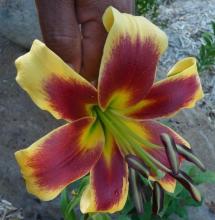 Oriental-Trumpet Lilium 'Robert Swanson'