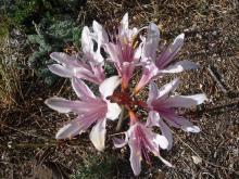 Lycoris incarnata