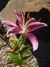 Oriental Lilium 'Canberra'