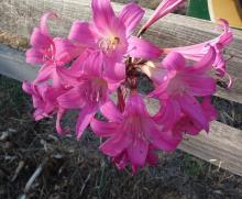 cerise Amaryllis belladonna