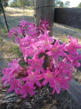 cerise Amaryllis belladonna