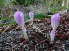 Colchicum 'Lilac Major' maybe 'Lilac Wonder'