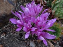 Colchicum atropurpureum