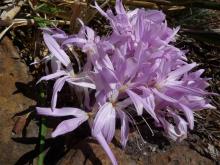 Colchicum cilicium "Pale Form"