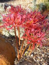 Lycoris (maybe) radiata