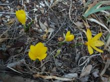 Sternbergia lutea