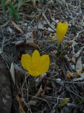 Sternbergia lutea