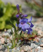  Penstemon uintahensis NARGS–3465 2014