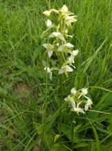 Platanthera chlorantha