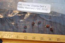 Germinated Pacific Iris seeds