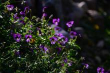 Viola elegantula