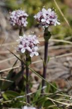 Valeriana fonckii