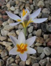 Crocus gunae  -WHIR 100 