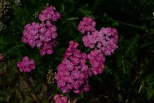 Achillea millefolium