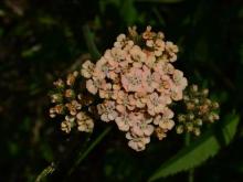 Achillea millefolium