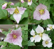 Trillium rivale